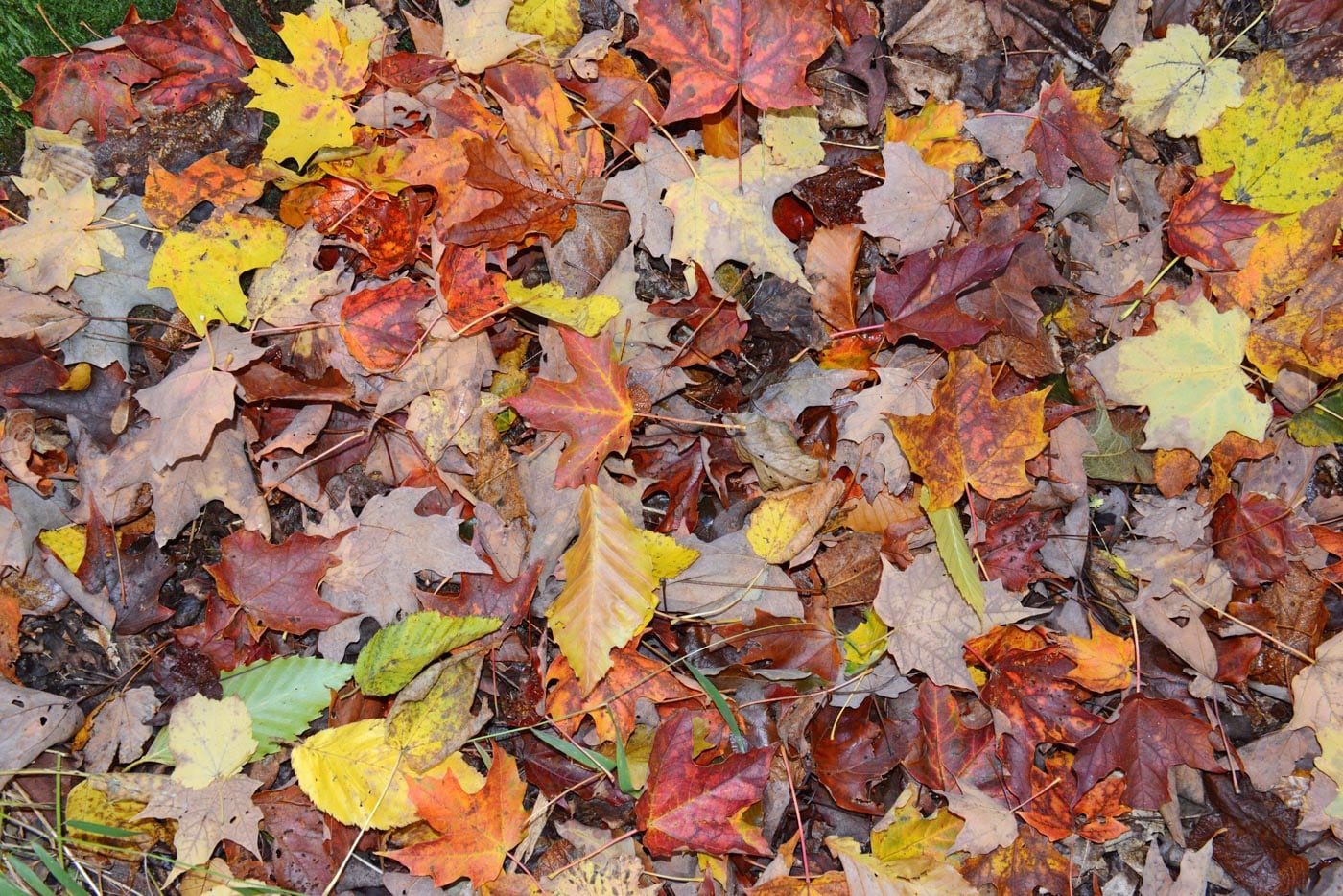 Stock Fall Image (taken from Alpine)